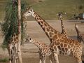 Giraffe Family-6